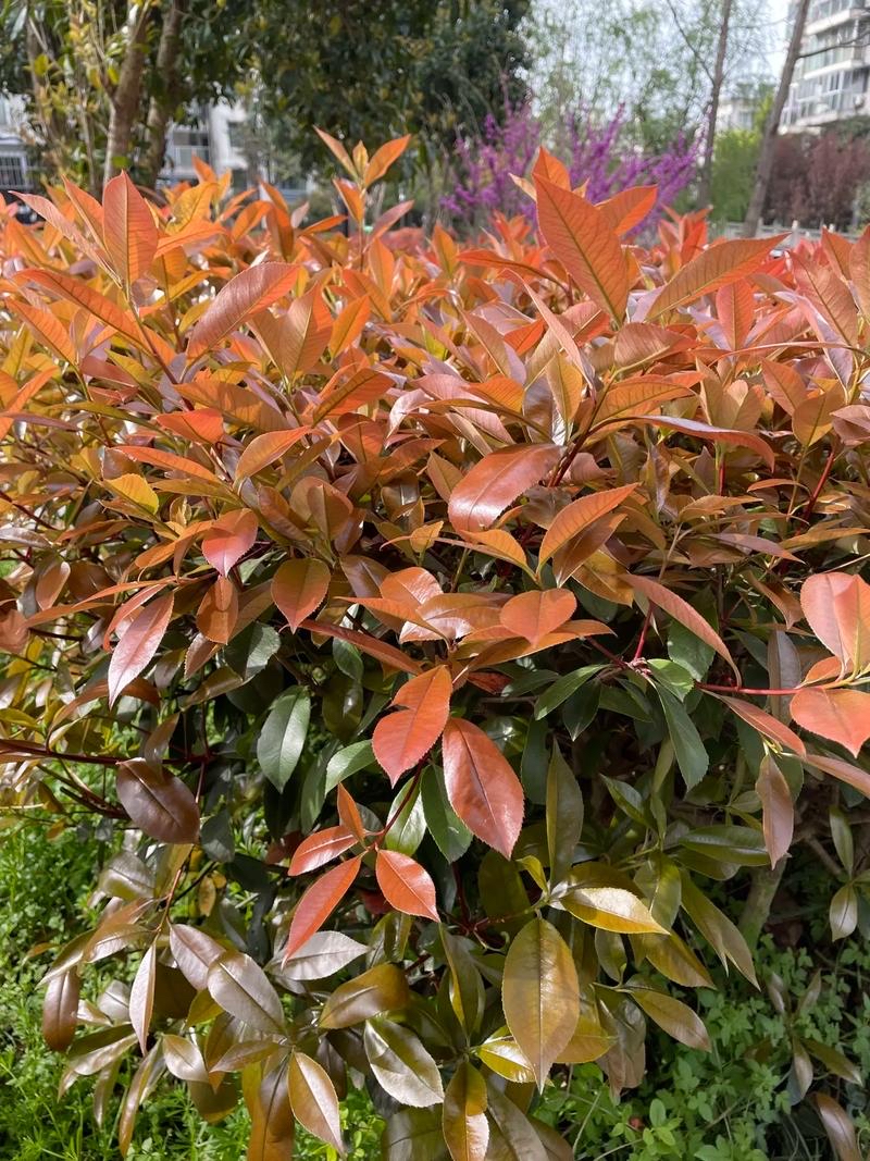 红叶石楠